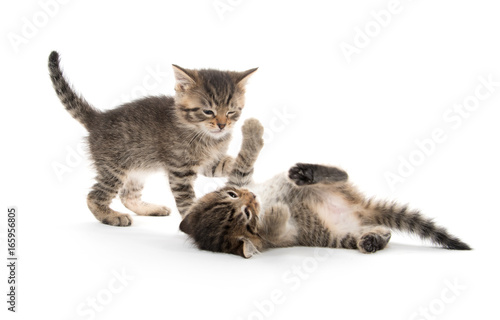 Two kittens playing on white