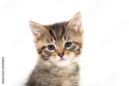 Portrait of tabby kitten