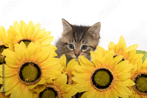 Fototapeta Naklejka Na Ścianę i Meble -  Tabby kitten and sunflowers
