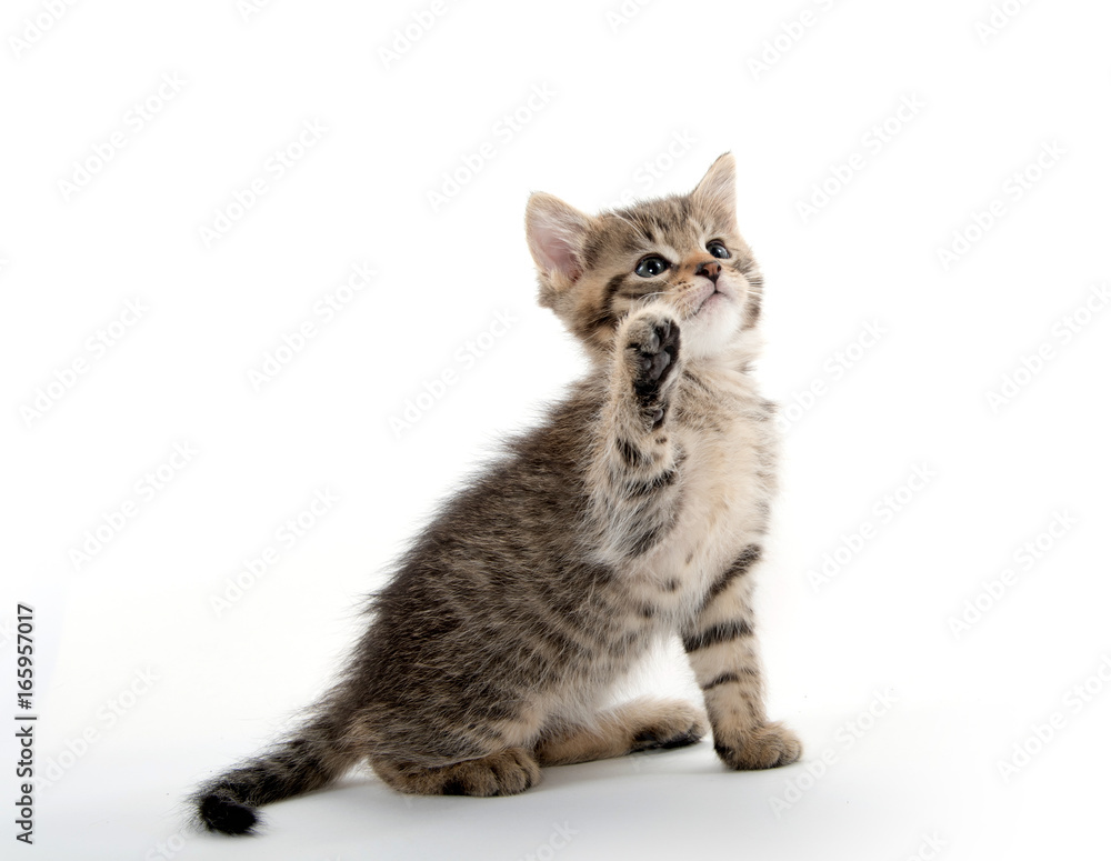 Cute tabby kitten lifting its paw Cute tabby kitten lifting its paw
