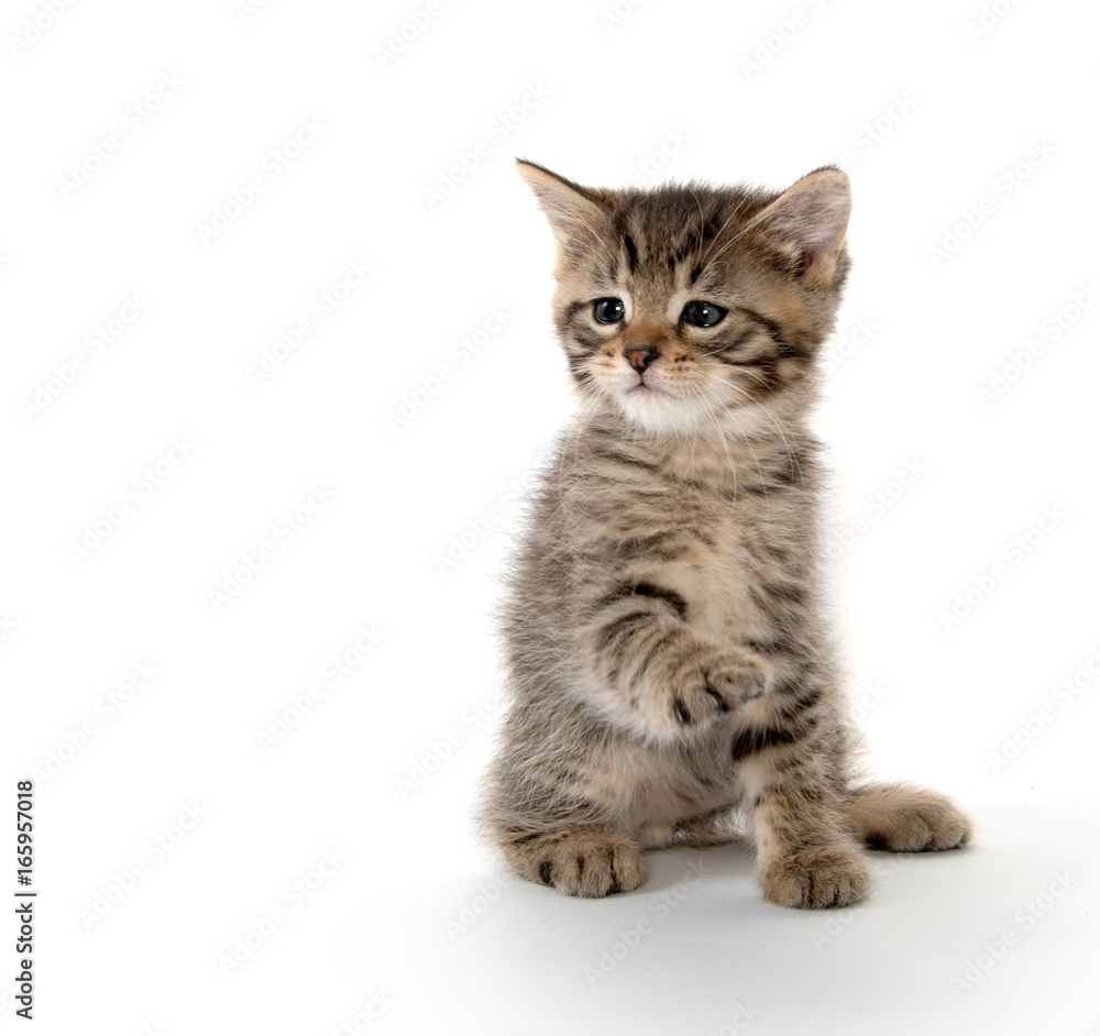 Cute tabby kitten lifting its paw Cute tabby kitten lifting its paw