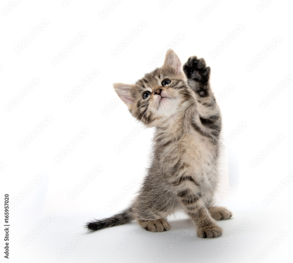 Naklejka premium Cute tabby kitten lifting its paw