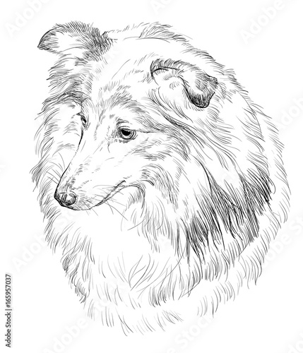 Sheltie vector hand drawing portrait