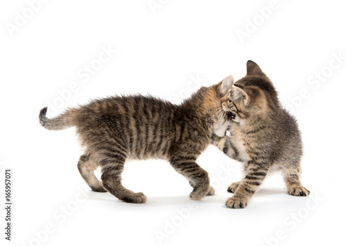 Cute tabby kittens playing