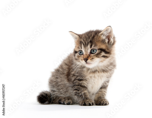 Cute tabby kitten on white background © Tony Campbell