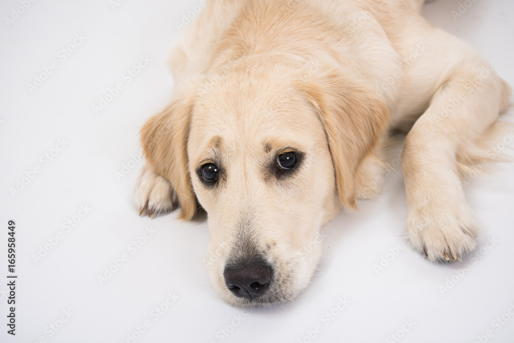 Golden retriever dog laying over white with a toy Golden retriever dog laying over white with a toy