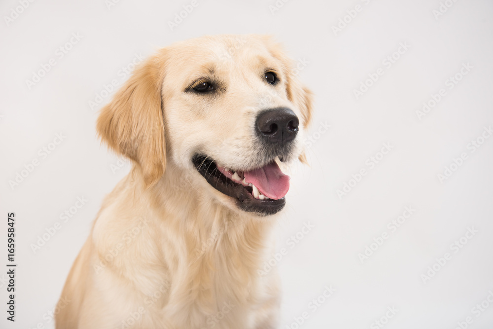 The dog golden retriever is looking in camera over white The dog golden retriever is looking in camera over white