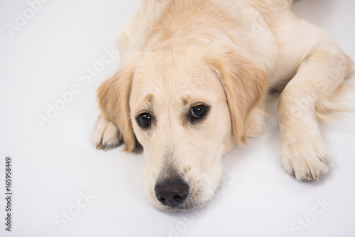 Golden retriever dog laying over white with a toy © trofalena