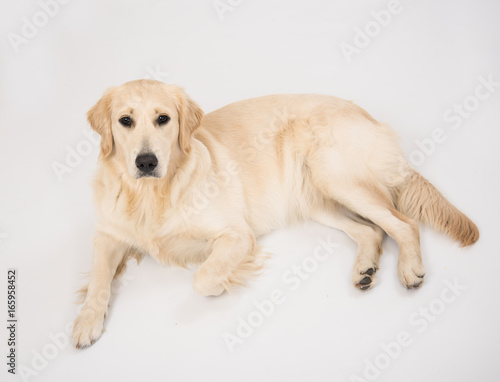 Fototapeta Naklejka Na Ścianę i Meble -  The dog golden retriever is looking in camera over white