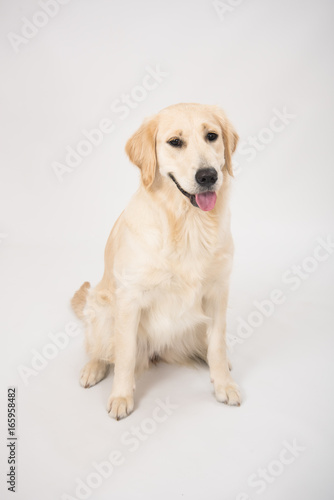 The dog golden retriever is looking in camera over white © trofalena