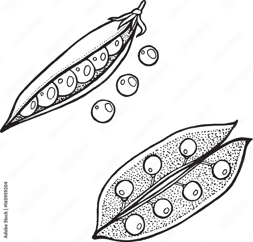 Peas coloring page hand drawn illustratio Peas coloring page hand drawn illustratio