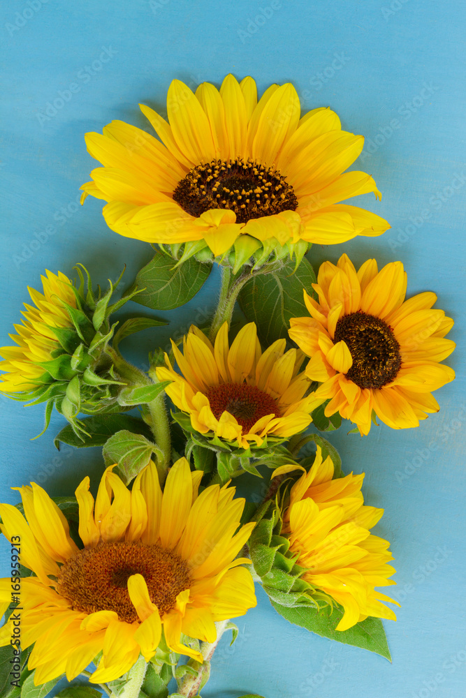 Obraz premium Fresh Sunflowers on bright blue wooden background close up