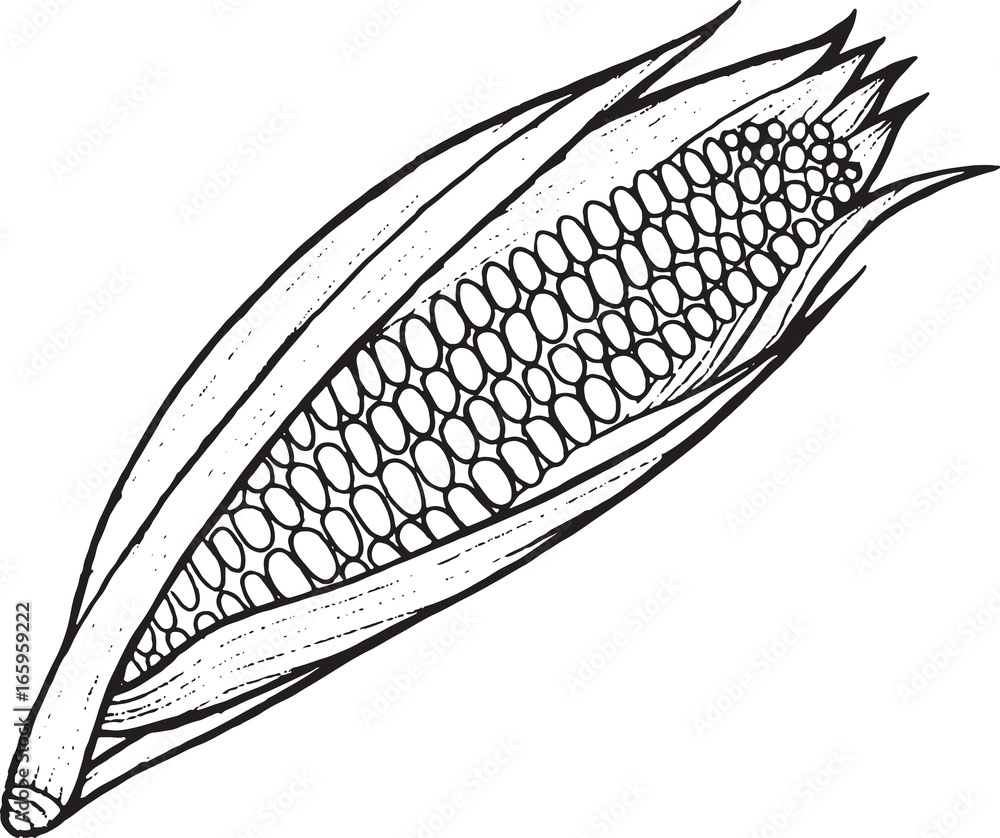Corn coloring page hand drawn illustration Stock Vector | Adobe Stock