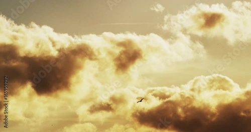 Bird flies under clouds at sunset, slow motion