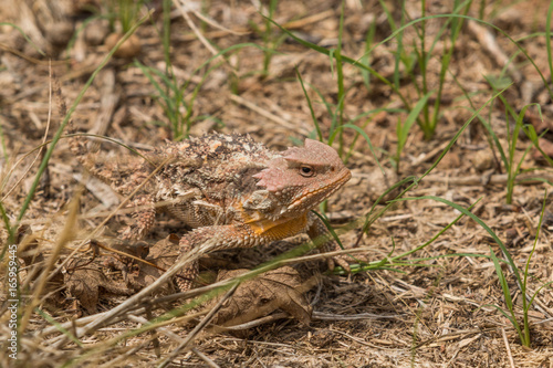 Arizona Horned toad