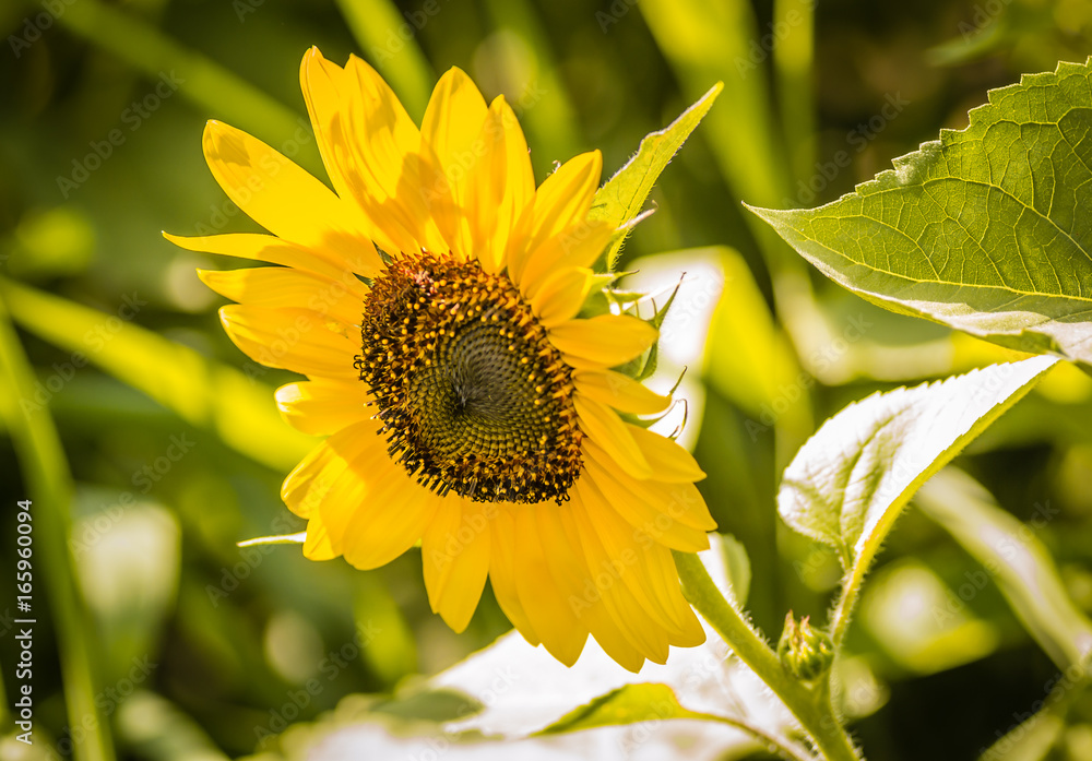 Naklejka premium Blooming sunflower close up