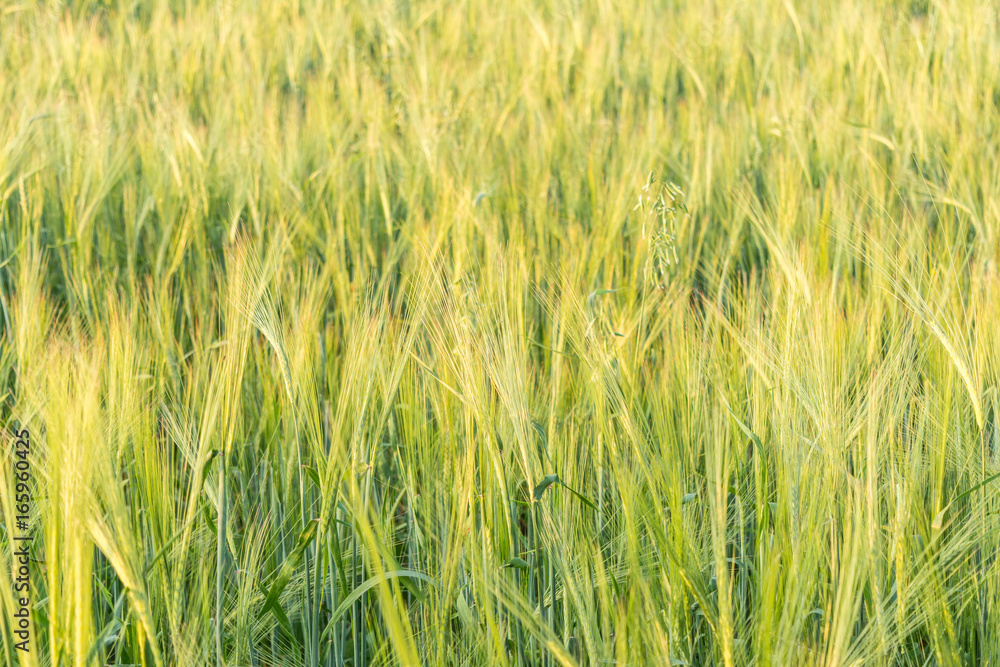Detail of barley field. Young barley plants in the field. Blurred background. Detail of barley field. Young barley plants in the field. Blurred background.