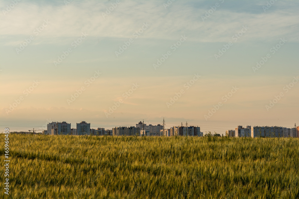 Barley field is located in the vicinity of the city Barley field is located in the vicinity of the city