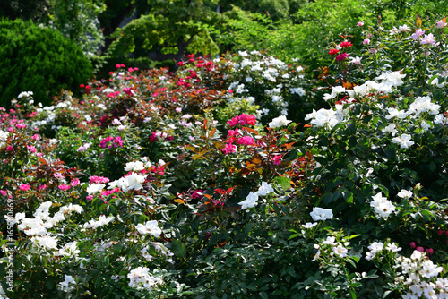 Fototapeta Naklejka Na Ścianę i Meble -  flower garden