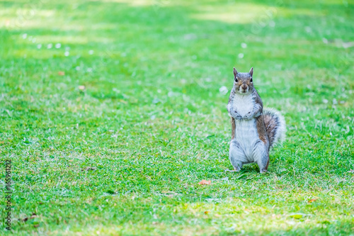 Squirrel standing on grass