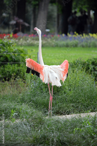 Flamingo