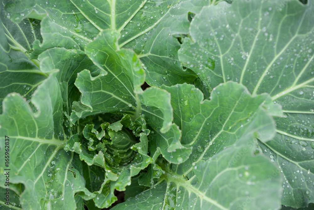 Top view on organic Cabbage. Fresh Green Head of Cabbage in the garden. Healthy eating. Top view on organic Cabbage. Fresh Green Head of Cabbage in the garden. Healthy eating.