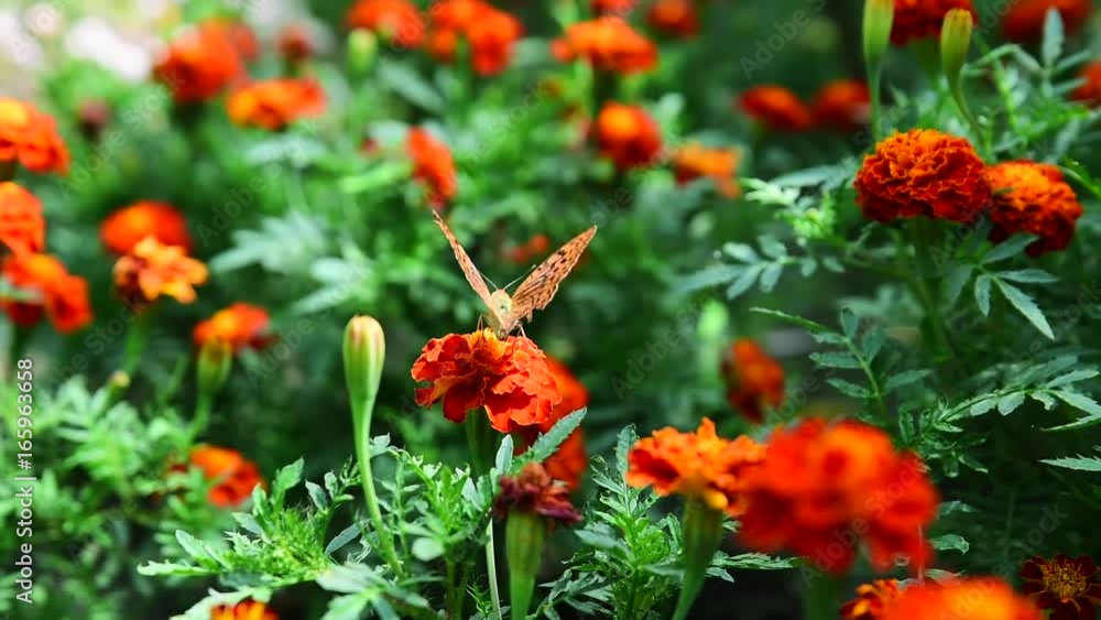 Butterfly urticaria sits on a flower produces nectar from a flower bud marigolds Butterfly urticaria sits on a flower produces nectar from a flower bud marigolds