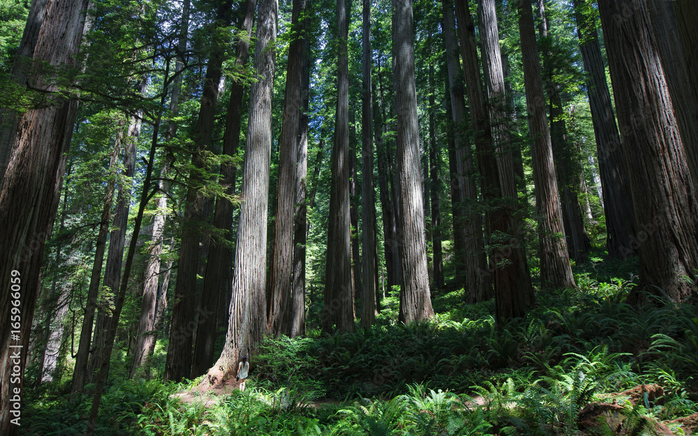 Dwarfed by the giant redwood forest Dwarfed by the giant redwood forest