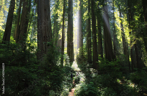 Dwarfed by the giant redwood forest