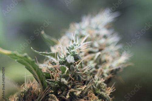 trichomes in medical cannabis plant