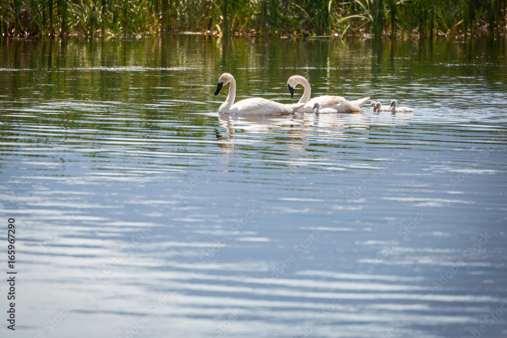 Family of Swan Swimming in the Water. Family of Swan Swimming in the Water.