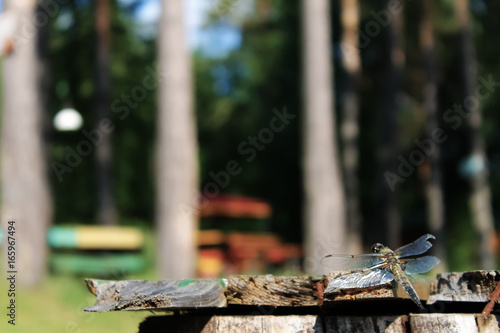 Wallpaper Mural A dragonfly sits on a bench in the background of trees Torontodigital.ca