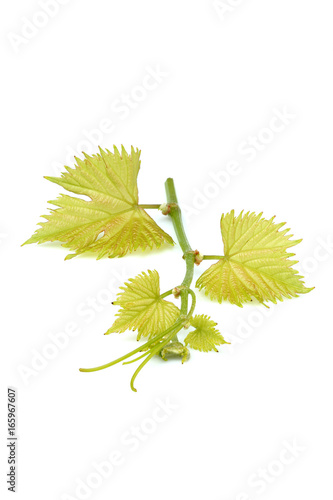 Vine branch,nature decor isolated. photo