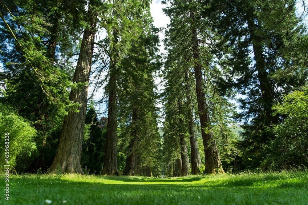 Obraz premium Line of tall trees path grass nature natural