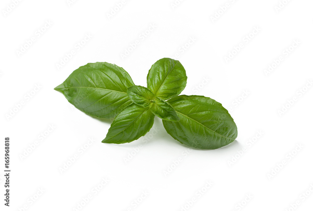 Basil leaves on white background Basil leaves on white background