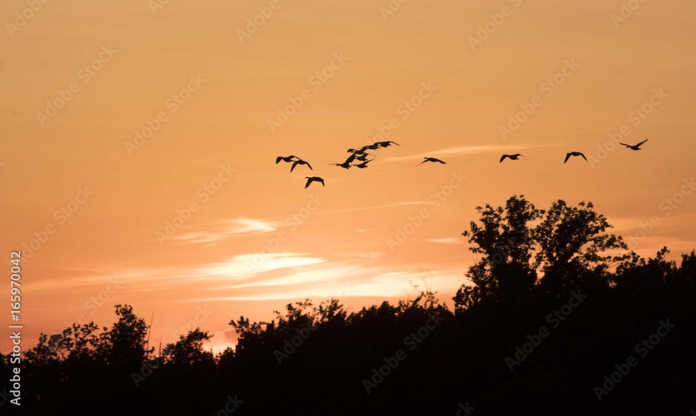 Flying Canadian Geese Team at Sunset