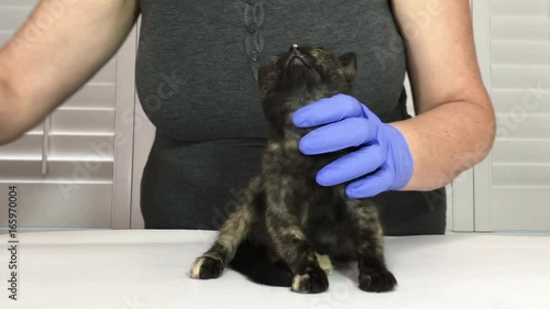 4K HD video of one tortie tabby kitten with mild eye infection, veterinary technician cleaning eyes wearing light blue latex gloves then applying antibiotic ointment using qtips photo