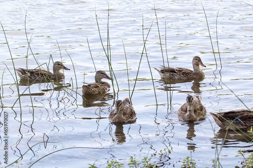 5.75 Ducks