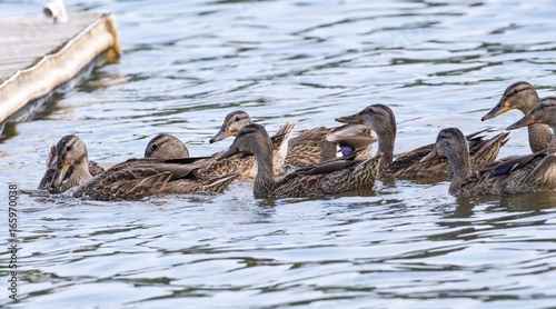 Hungry Hungry Ducks