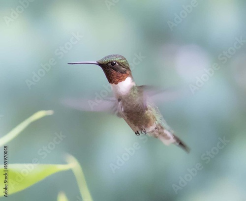 Male Ruby-Throated Hummingbird in Flight