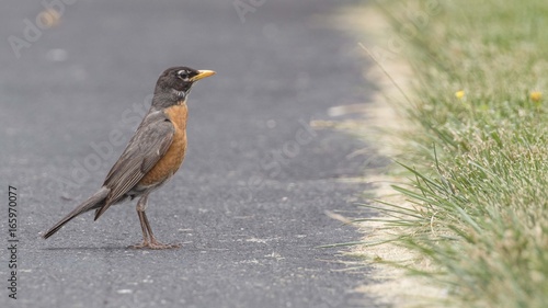 Poised American Robin
