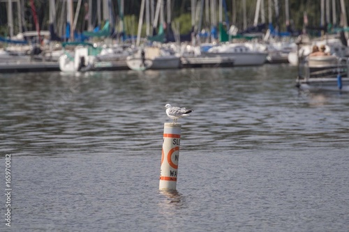Seagull on a Buoy