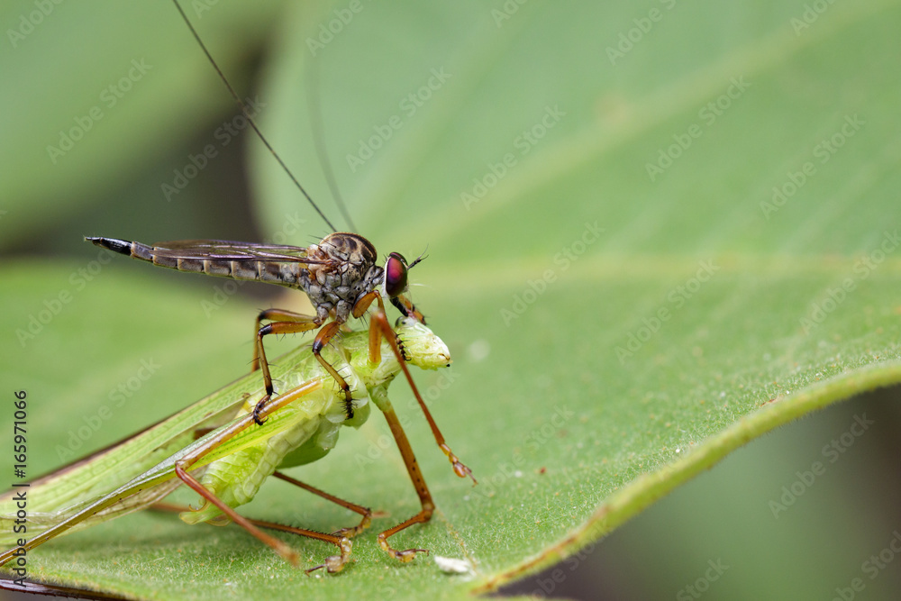 Image of an robber fly(Asilidae) eating grasshopper on green leaves. Reptile Animal Image of an robber fly(Asilidae) eating grasshopper on green leaves. Reptile Animal