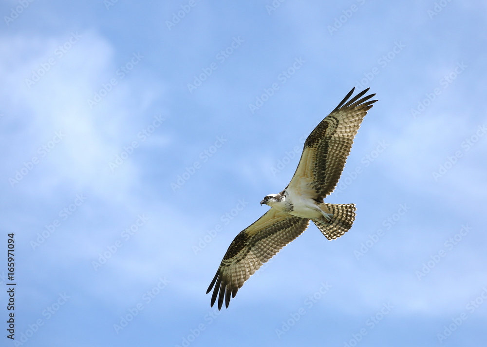 Obraz premium Osprey with wings spread wide glides directly overhead