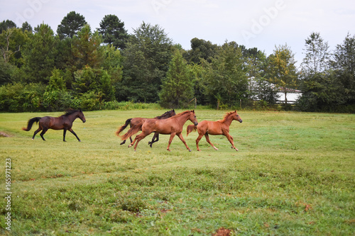 Small herd of horses running in a pasture