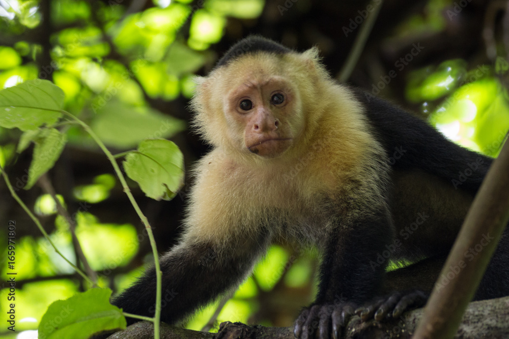 Monkey Monkey
