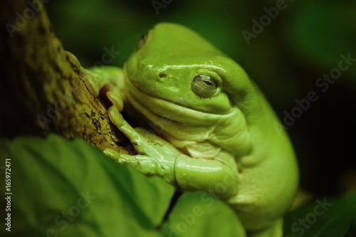 Beautiful African green frog on green leaves 