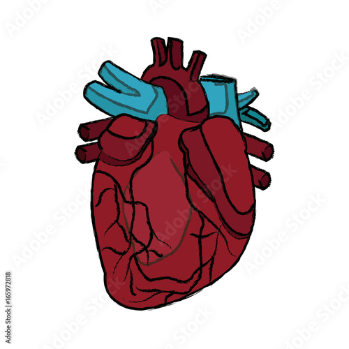 anatomy of the human heart medical