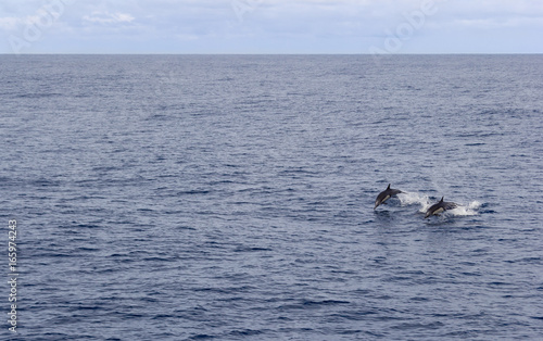 Dolphin, Cocos Island, Costa Rica