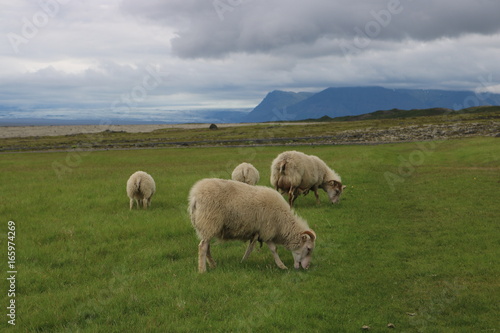 Icelandic Sheep Grazing